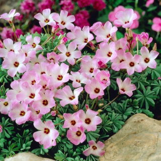 Szczawik chilijski - Oxalis Adenophylla - 5 szt.