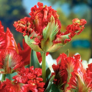 Tulipan papuzi - Exotic Parrot - 5 szt.