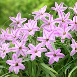 Ipheion - Ifejon - Charlotte Bishop - 10 szt.