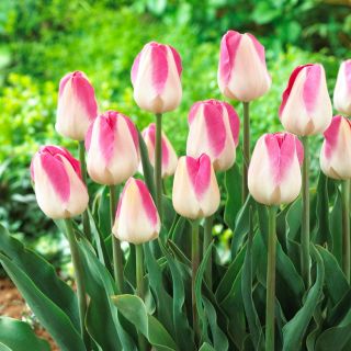 Tulipan Innuendo - opak. 5 szt.
