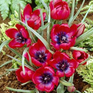 Tulipan Liliput - opak. 5 szt.