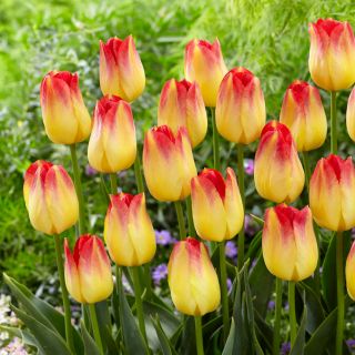 Tulipan Suncatcher - opak. 5 szt.