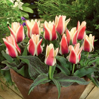 Tulipan Turkish Delight - opak. 5 szt.