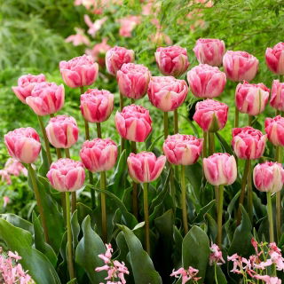 Tulipan Vogue - opak. 5 szt.