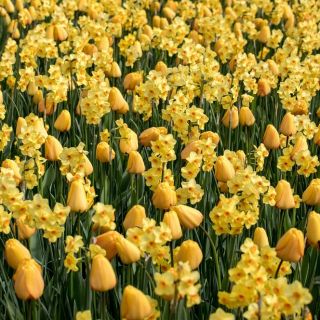 Żółta polana - zestaw tulipany + żonkile - 50 szt.