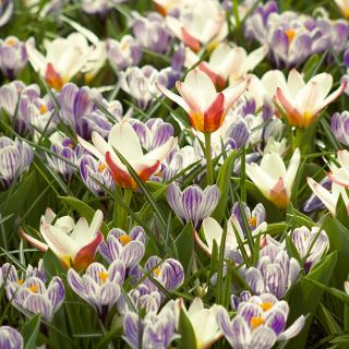 Zestaw roślin w dwóch kolorach - tulipan kremowo-czerwony i krokus fioletowo-biały - 60 szt.
