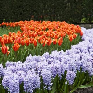 Zestaw - tulipan pomarańczowy i hiacynt niebieski - 29 szt.