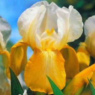 Kosaciec, Irys - White and Yellow