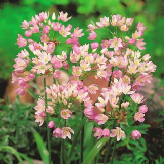Czosnek różowy - Allium roseum - 20 szt.