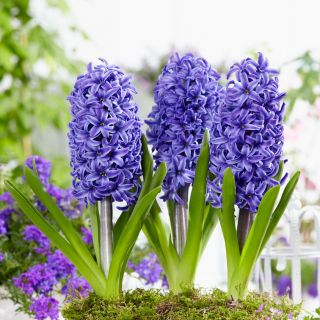 Hiacynt Blue Pearl - op. 3 szt.