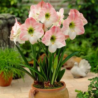 Hipeastrum - Amarylis - Apple Blossom