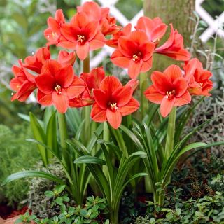 Hipeastrum - Amarylis - Orange Souvereign