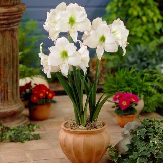 Hipeastrum - Amarylis - Picotee
