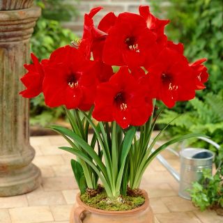 Hipeastrum - Amarylis - Red Lion