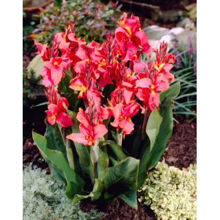 Kanna - Orchid