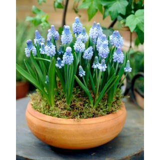 Szafirek błękitny - Muscari azureum - op. 10 szt.