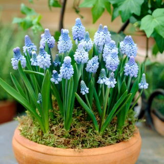 Szafirek błękitny - Muscari azureum - op. 10 szt.