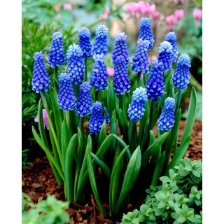 Szafirek Muscari Dark Eyes - op. 5 szt.
