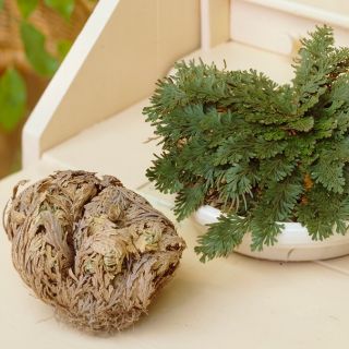 Róża jerychońska - Rose of Jericho