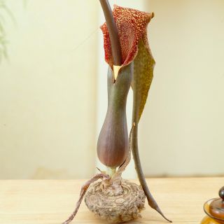 Sauromatum - cebula XXL