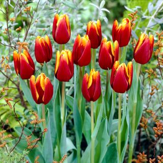 Tulipan Abu Hassan - opak. 5 szt.