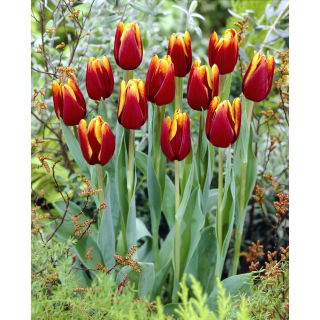 Tulipan Abu Hassan - opak. 5 szt.