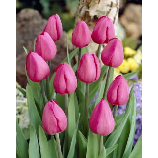 Tulipan Don Quichotte - opak. 5 szt.
