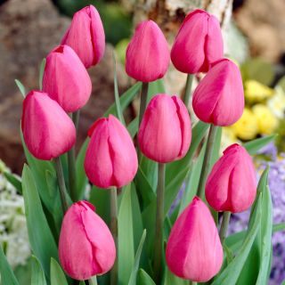 Tulipan Don Quichotte - opak. 5 szt.