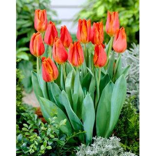 Tulipan Fidelio - opak. 5 szt.