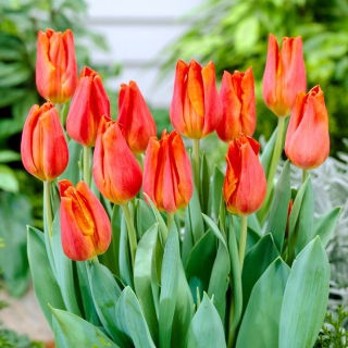 Tulipan Fidelio - opak. 5 szt.