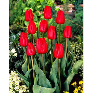 Tulipan Bastogne - opak. 5 szt.
