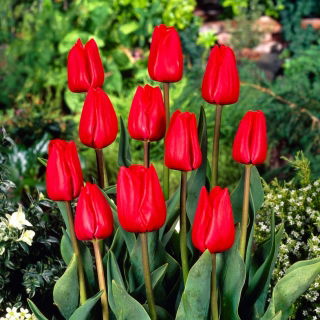 Tulipan Bastogne - opak. 5 szt.