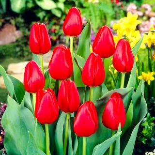 Tulipan Hollandia - opak. 5 szt.