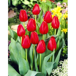 Tulipan Hollandia - opak. 5 szt.