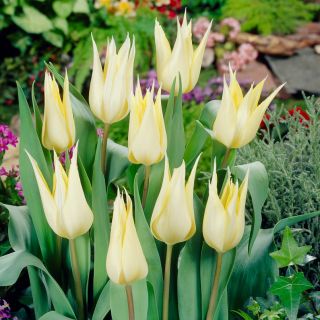 Tulipan Saporro - opak. 5 szt.