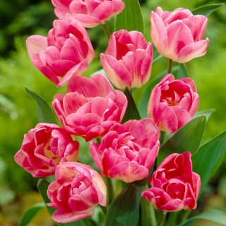 Tulipan Up Star - opak. 5 szt.