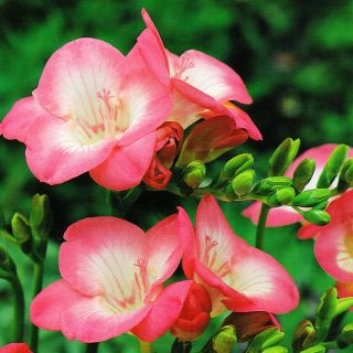 Frezja pojedyncza różowa - Pink - 10 szt.