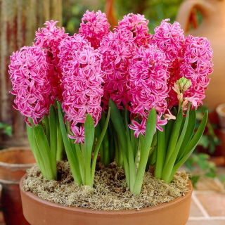 Hiacynt Pink Pearl - duża paczka! - 30 szt.