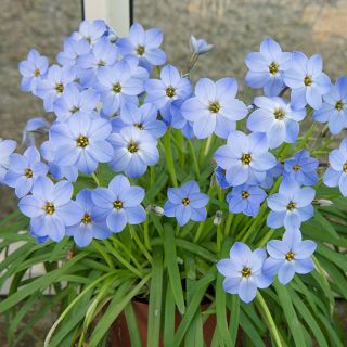 Ipheion - Ifejon - Rolf Fiedler - 10 szt.