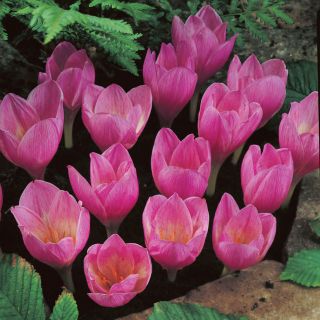 Krokus Jesienny Zonatus - 10 szt.
