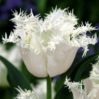 Tulipan Swan Wings  opak. 5 szt.