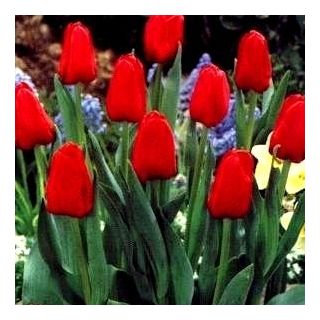 Tulipan Hollandia - opak. 5 szt.
