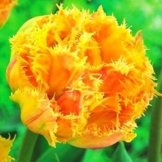 Tulipan pełny strzępiasty Esprite - op. 5 szt.