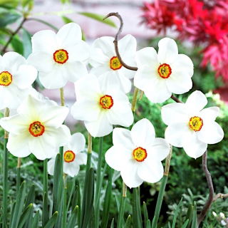 Narcyz Actaea - opak. 5 szt.