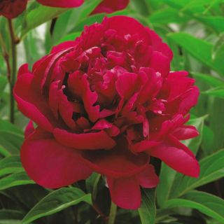 Piwonia, Paeonia - Madame Gaaudichau - sadzonka