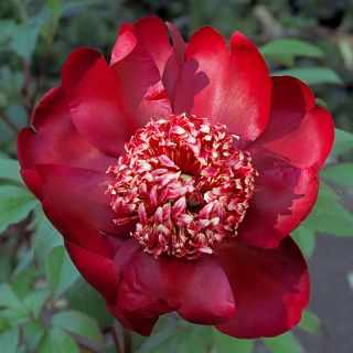 Piwonia, Paeonia - Nippon Beauty - sadzonka