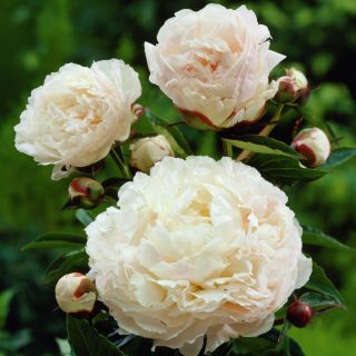 Piwonia, Paeonia - Shirley Temple - sadzonka