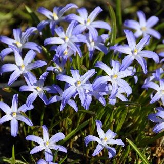 Śnieżnik lśniący - Chionodoxa luciliae - 10 szt.