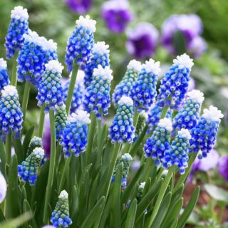 Szafirek Auchera - Muscari Mount Hood - op. 5 szt.