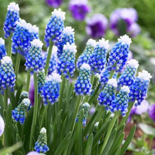 Szafirek Auchera - Muscari Mount Hood - duża paczka! - 100 szt.